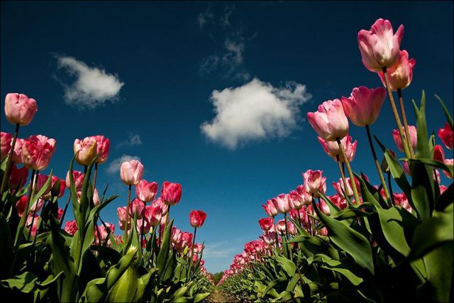  Beautiful Tulip Flow